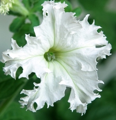 Петуния «Крайкови завой» F1, бахром          