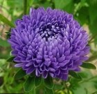 Астра "Виолетта турм" Украина