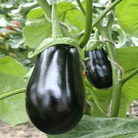Баклажан "Беллеса Нера" Италия