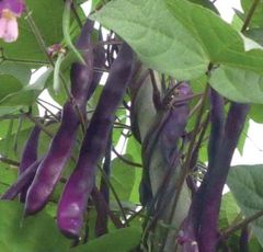 Фасоль "Фиолетовый полюс" спаржевая Италия