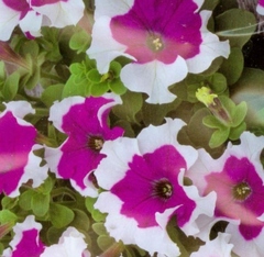 Петуния "Фрост фиалова" F1 Чехия           