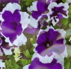 Петуния "Фрост модра" F1 Чехия          