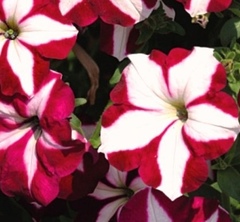 Петуния «Лавина Пурпурная зведа» F1