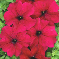 Петуния "Тоуга" F1 Чехия                 