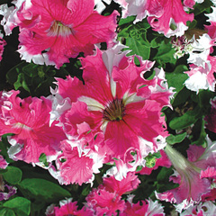 Петуния «Каркулка» F1            