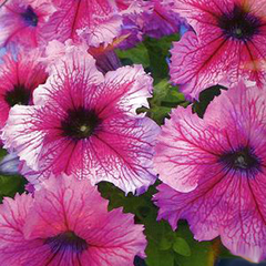 Петуния "Снени" F1 Чехия             