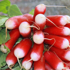 Редис "Дуэт" Германия