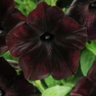Петуния "Черная вишня" F1 Чехия