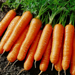 Морковь "Берликум" Италия 