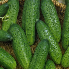 Огурец "Элиза" F1 Германия 