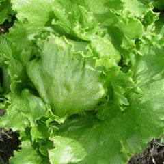 Салат "Айсберг Гранди" Италия