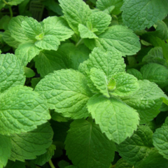 Мята коктельная "Мохито" Италия