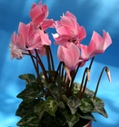 Цикламен «Хельга»