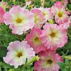 Петуния "Алёнка" F1 Чехия