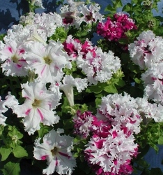 Петуния «Поздрав из Яромнерже» F1              