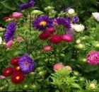 Астра смесь Украина