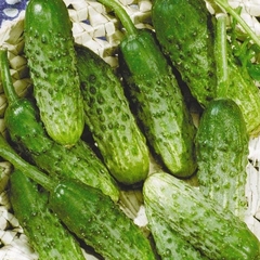 Огурец "Родничок" F1 Украина   