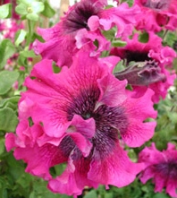 Петуния «Бордовая» F1            