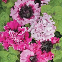 Петуния "Черниго Триумф" F1 Чехия             