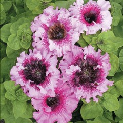 Петуния «Розеа» F1              