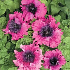 Петуния «Темно-пурпурная» F1             