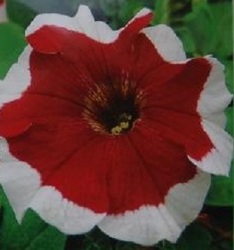 Петуния "Фрост красная" F1 Чехия          