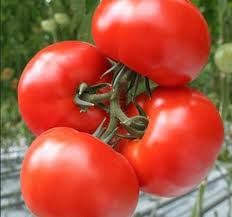 Томат "Персей" Украина  