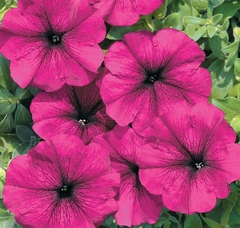 Петуния "Сильвия" F1 Чехия         
