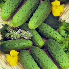 Огурец "Малыш" Украина          