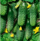 Огурец Парижский корнишон     ТМ Весна (Украина)