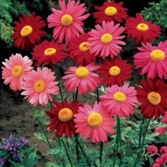 Пижма (пиретрум) пурпурная Чехия