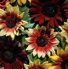 Подсолнух "Калипсо" Чехия 