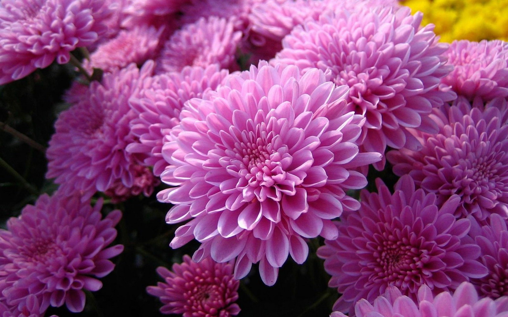 Выращивание хризантем Выращивание хризантем
