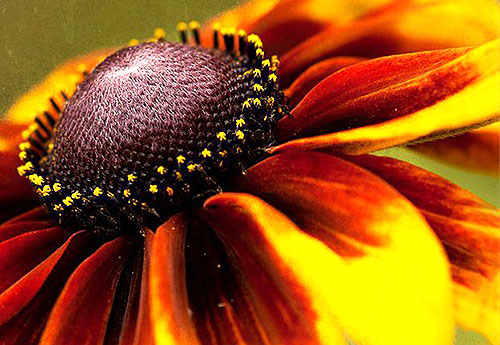 Солнцеликая рудбекия: выращивание и уход Солнцеликая рудбекия: выращивание и уход