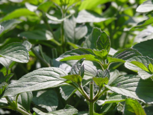 выращивание мята