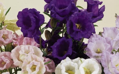 Выращивание колокольчиков из семян