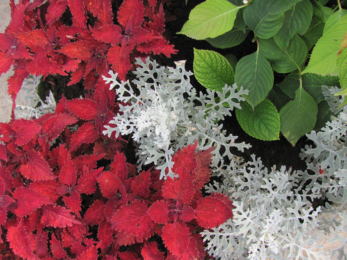 цинерария выращивание из семян